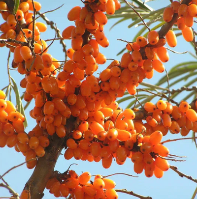Sea Buckthorn