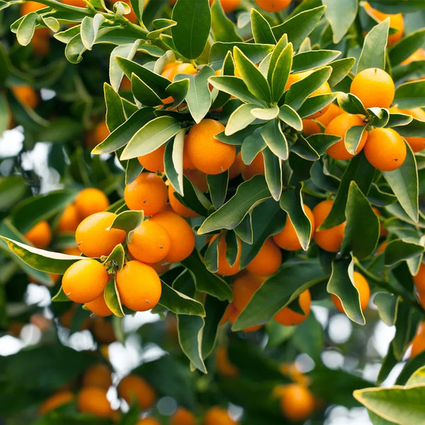 Kumquat Biome